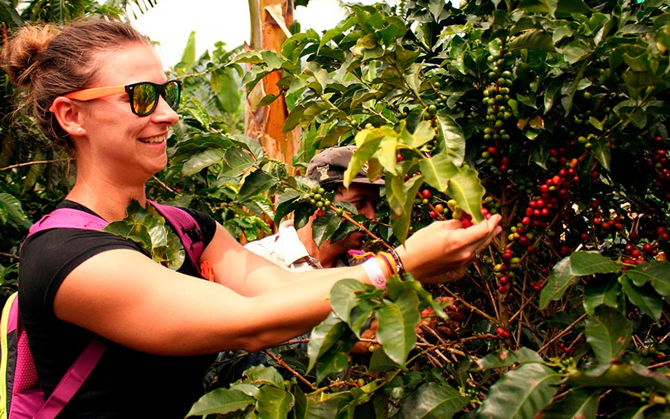 Tour de café cerca de Medellín Antioquia