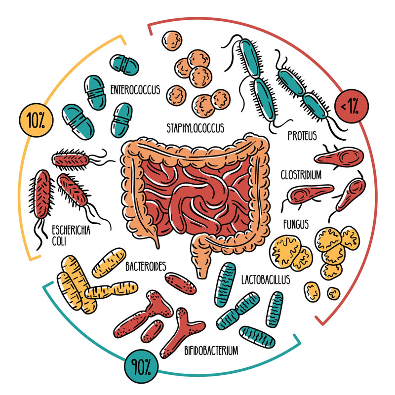Microbiota presente en el intestino