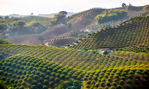 PAISAJE CULTURAL CAFETERO