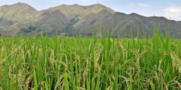 el arroz de la meseta del Tolima