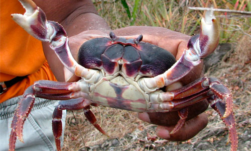 el cangrejo negro
