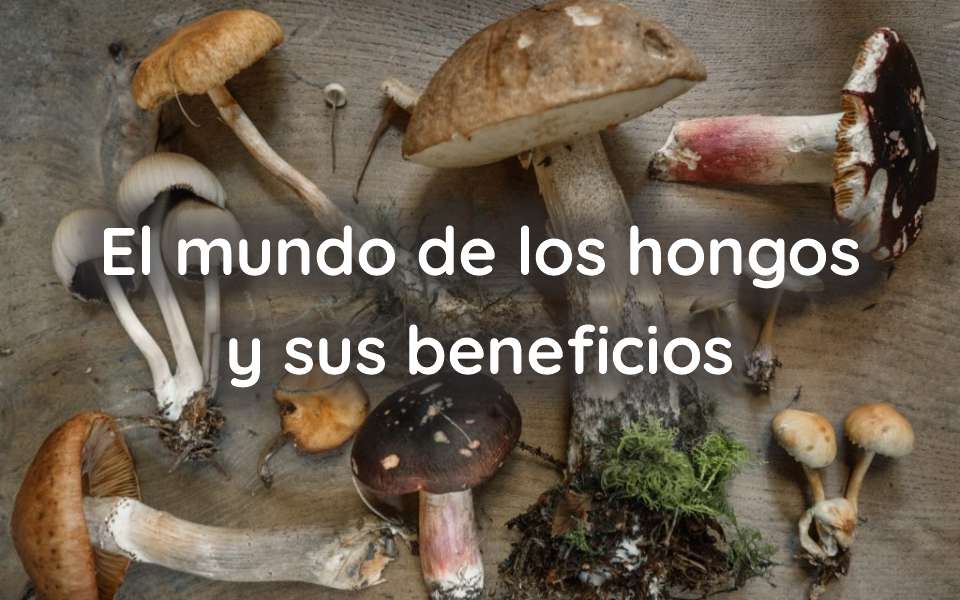 El mundo de los hongos ny sus beneficios