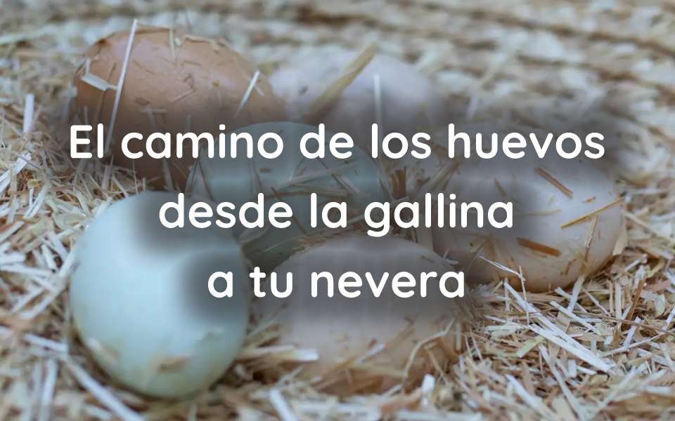 El camino de los huevos desde la gallina a tu nevera