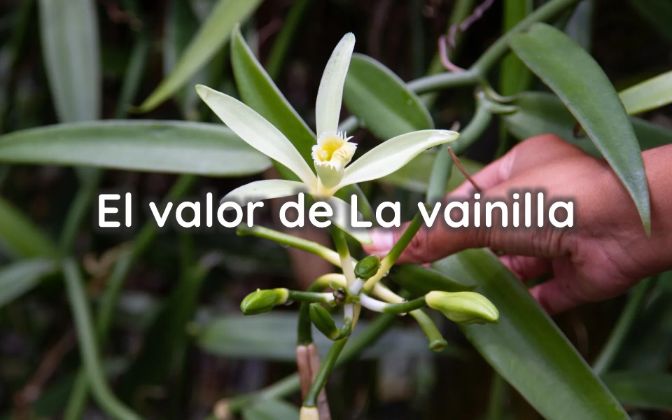 El valor de La vainilla
