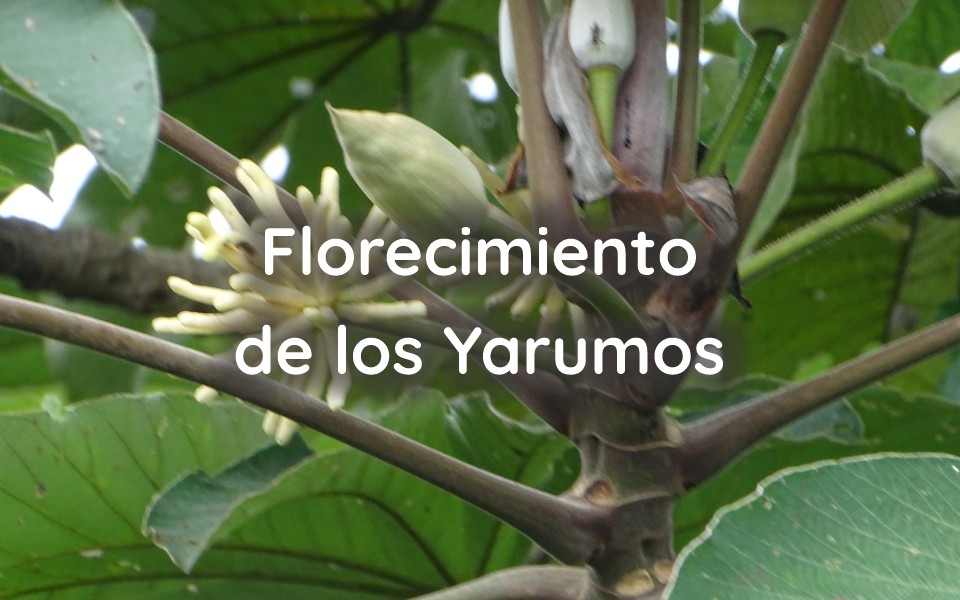 Florecimiento de los Yarumos