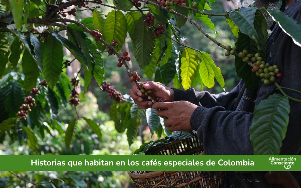 Historias que habitan en los cafés especiales de Colombia